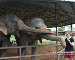 Elephant Jungle Sanctuary excursion in Pattaya Thailand - photo 939