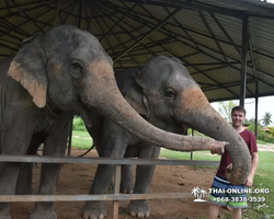 Elephant Jungle Sanctuary excursion in Pattaya Thailand - photo 940
