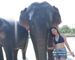 Elephant Jungle Sanctuary excursion in Pattaya Thailand - photo 1111