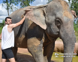 Elephant Jungle Sanctuary excursion in Pattaya Thailand - photo 258