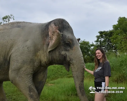 Elephant Jungle Sanctuary excursion in Pattaya Thailand - photo 922