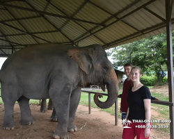 Elephant Jungle Sanctuary excursion in Pattaya Thailand - photo 908