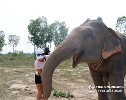 Elephant Jungle Sanctuary excursion in Pattaya Thailand - photo 546