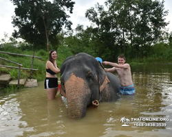 Elephant Jungle Sanctuary excursion in Pattaya Thailand - photo 344