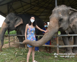 Elephant Jungle Sanctuary excursion in Pattaya Thailand - photo 468