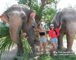 Elephant Jungle Sanctuary excursion in Pattaya Thailand - photo 176