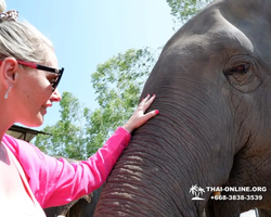 Elephant Jungle Sanctuary excursion in Pattaya Thailand - photo 825