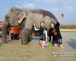 Elephant Jungle Sanctuary excursion in Pattaya Thailand - photo 993