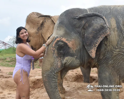 Elephant Jungle Sanctuary excursion in Pattaya Thailand - photo 610