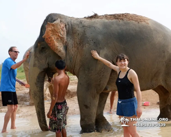 Elephant Jungle Sanctuary excursion in Pattaya Thailand - photo 951