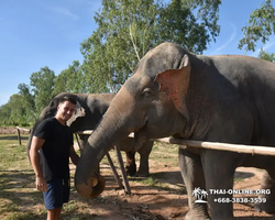 Elephant Jungle Sanctuary excursion in Pattaya Thailand - photo 305