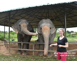 Elephant Jungle Sanctuary excursion in Pattaya Thailand - photo 765