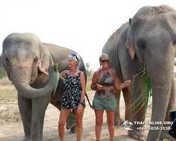 Elephant Jungle Sanctuary excursion in Pattaya Thailand - photo 655