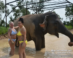 Elephant Jungle Sanctuary excursion in Pattaya Thailand - photo 393