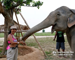 Elephant Jungle Sanctuary excursion in Pattaya Thailand - photo 405