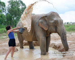 Elephant Jungle Sanctuary excursion in Pattaya Thailand - photo 387