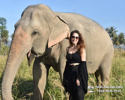 Elephant Jungle Sanctuary excursion in Pattaya Thailand - photo 342