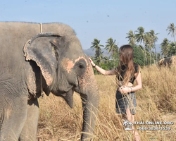 Elephant Jungle Sanctuary excursion in Pattaya Thailand - photo 230