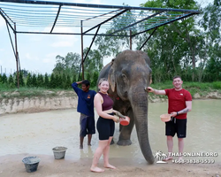 Elephant Jungle Sanctuary excursion in Pattaya Thailand - photo 206