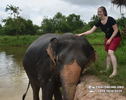 Elephant Jungle Sanctuary excursion in Pattaya Thailand - photo 830