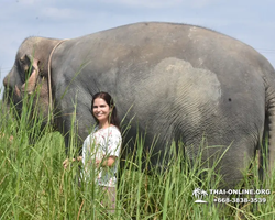 Elephant Jungle Sanctuary excursion in Pattaya Thailand - photo 208