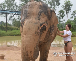 Elephant Jungle Sanctuary excursion in Pattaya Thailand - photo 611