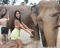 Elephant Jungle Sanctuary excursion in Pattaya Thailand - photo 383