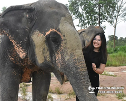 Elephant Jungle Sanctuary excursion in Pattaya Thailand - photo 331