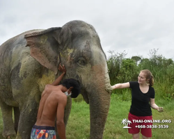 Elephant Jungle Sanctuary excursion in Pattaya Thailand - photo 1027