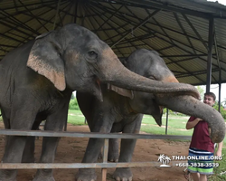 Elephant Jungle Sanctuary excursion in Pattaya Thailand - photo 945