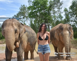 Elephant Jungle Sanctuary excursion in Pattaya Thailand - photo 600