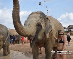 Elephant Jungle Sanctuary excursion in Pattaya Thailand - photo 665