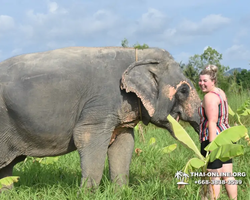 Elephant Jungle Sanctuary excursion in Pattaya Thailand - photo 588