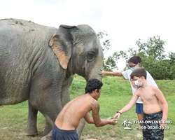 Elephant Jungle Sanctuary excursion in Pattaya Thailand - photo 661