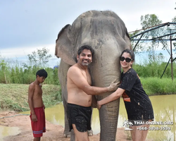 Elephant Jungle Sanctuary excursion in Pattaya Thailand - photo 548