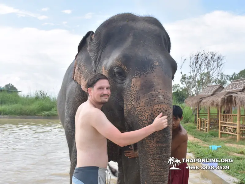 Elephant Jungle Sanctuary excursion in Pattaya Thailand - photo 971