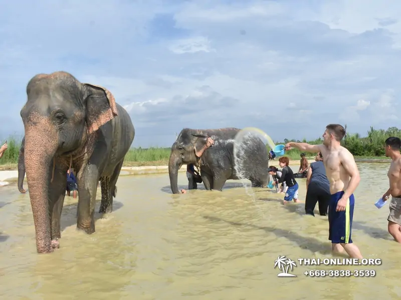 Elephant Jungle Sanctuary excursion in Pattaya Thailand - photo 1080