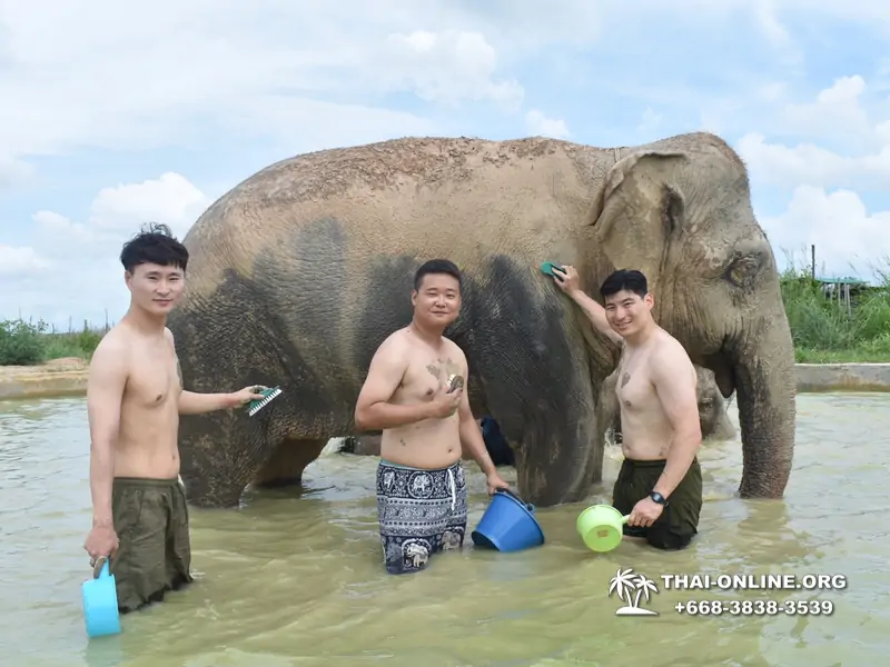 Elephant Jungle Sanctuary excursion in Pattaya Thailand - photo 941