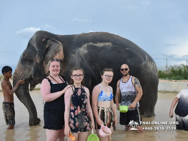 Elephant Jungle Sanctuary excursion in Pattaya Thailand - photo 1038