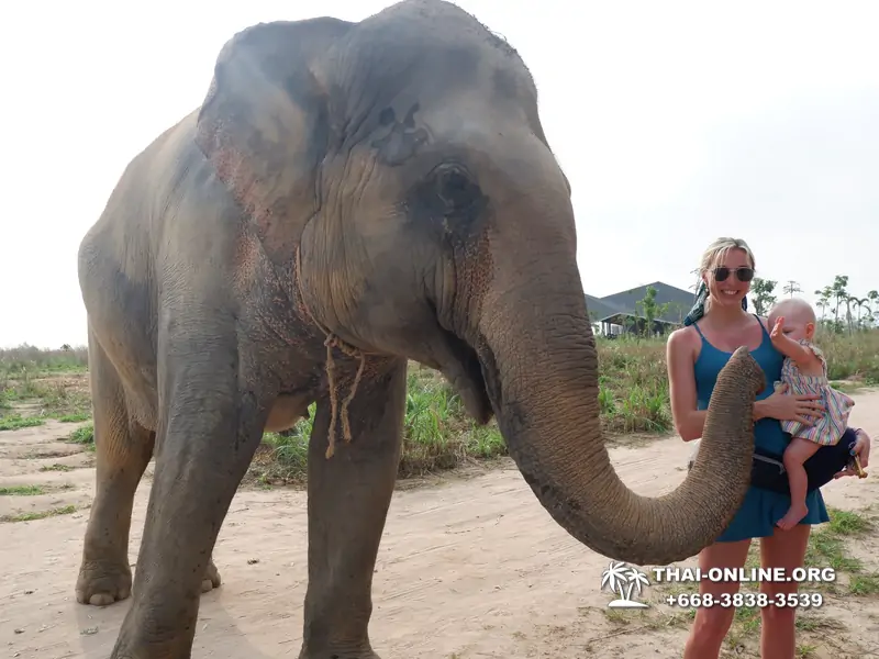Elephant Jungle Sanctuary excursion in Pattaya Thailand - photo 982