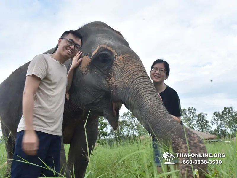 Elephant Jungle Sanctuary excursion in Pattaya Thailand - photo 969