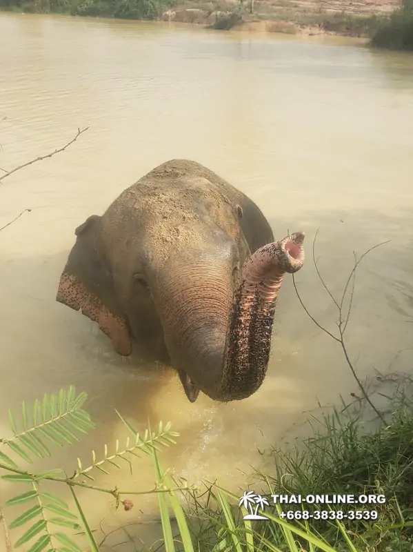 Elephant Jungle Sanctuary excursion in Pattaya Thailand - photo 992