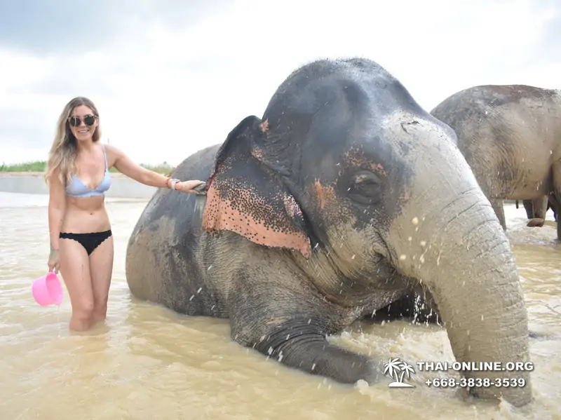 Elephant Jungle Sanctuary excursion in Pattaya Thailand - photo 983
