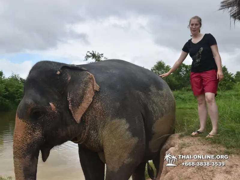 Elephant Jungle Sanctuary excursion in Pattaya Thailand - photo 1082