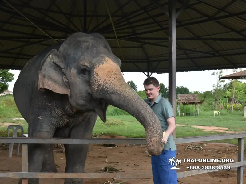 Elephant Jungle Sanctuary excursion in Pattaya Thailand - photo 976
