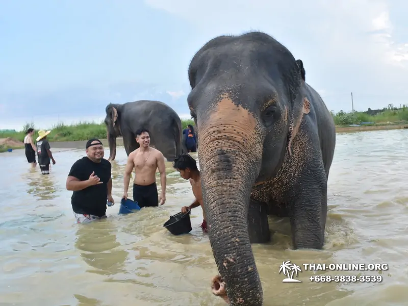 Elephant Jungle Sanctuary excursion in Pattaya Thailand - photo 1064