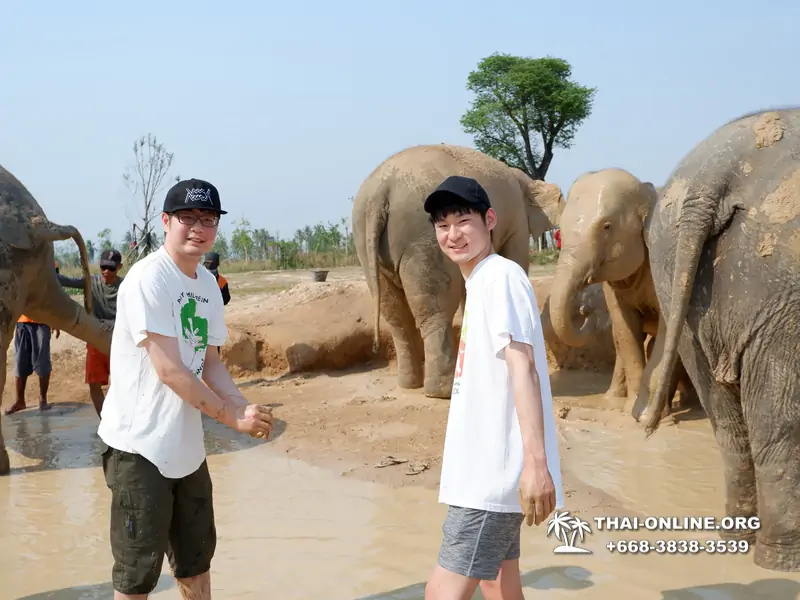 Elephant Jungle Sanctuary excursion in Pattaya Thailand - photo 1011
