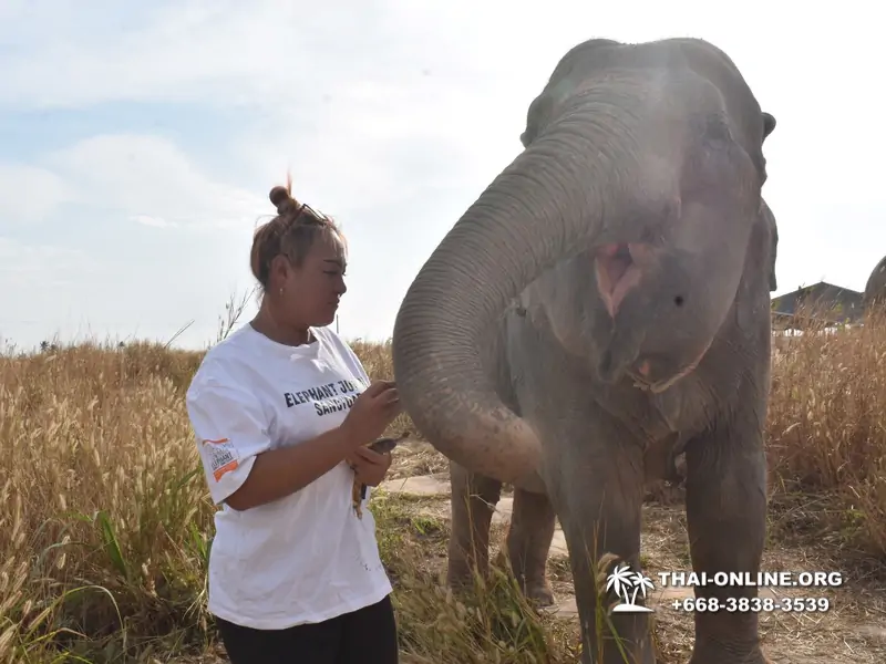 Elephant Jungle Sanctuary excursion in Pattaya Thailand - photo 1056