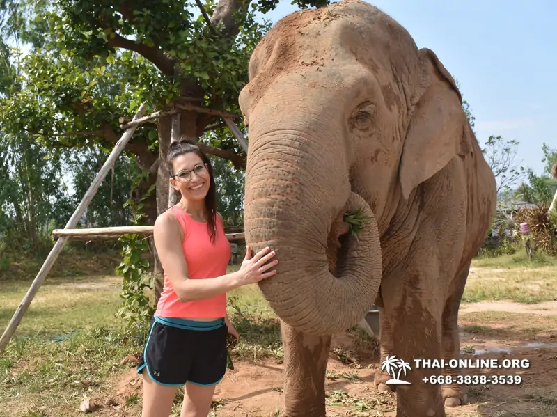 Elephant Jungle Sanctuary excursion in Pattaya Thailand - photo 106