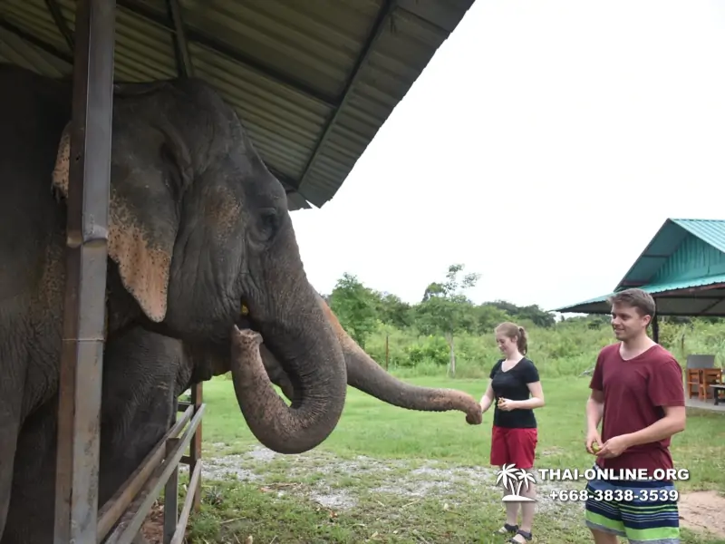 Elephant Jungle Sanctuary excursion in Pattaya Thailand - photo 1058